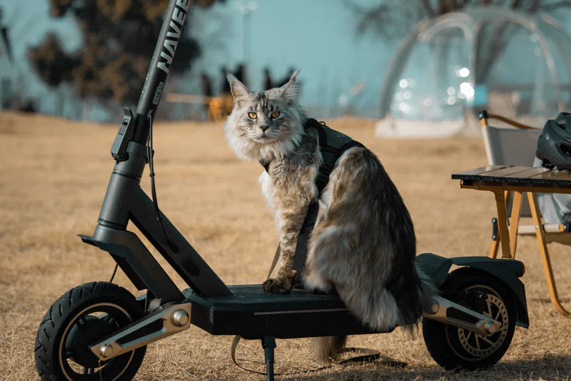 Cat sitting on a black electric scooter in an outdoor setting with trees and a clear sky.